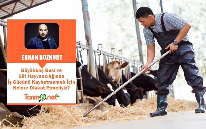 Büyükbaş Besi ve Süt Hayvancılığında İş Gücünü Korumak İçin Nelere Dikkat Etmeliyiz?