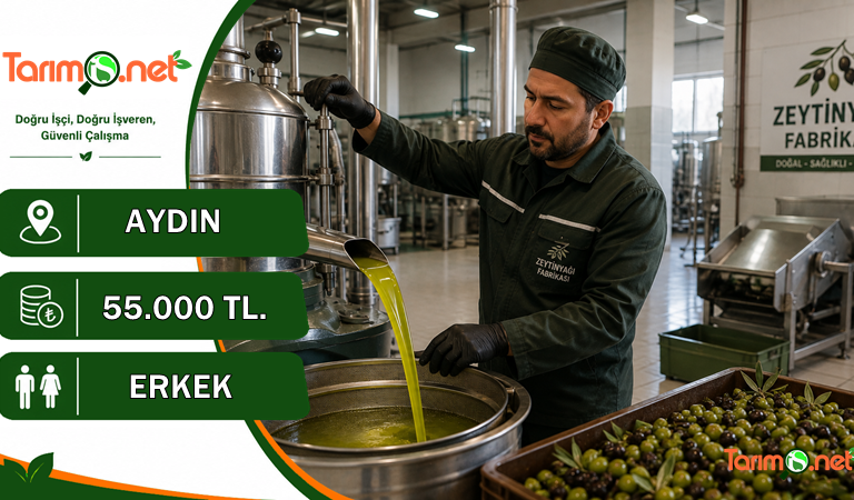 Yağcı – Zeytinyağı Fabrikası İşi
